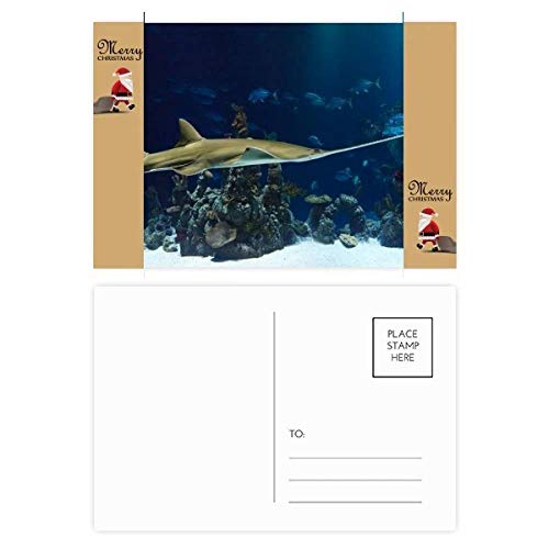 Carte postale Ocean Ray pour vœux de Noël et remerciements nature
