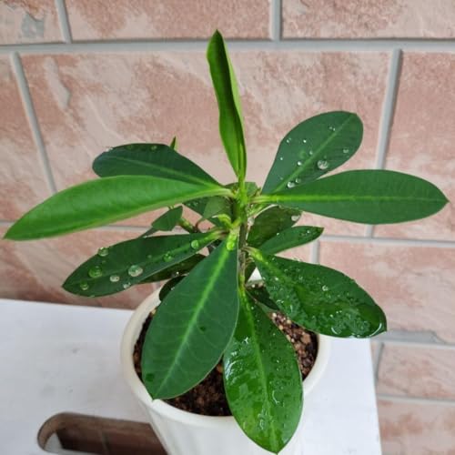 観葉植物 ハナキリン 植物」の人気商品一覧 | 安い商品を通販サイト