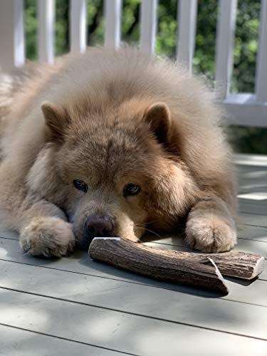 Perfect Pet Chews - Split Elk Economy Antler Dog Chew - All Natural Organic, Long Lasting Treats - Made From Naturally Shed Antlers In The Usa (3-Count) (F. X-Large - Dog Weight 30-50 Lbs) #TOP4