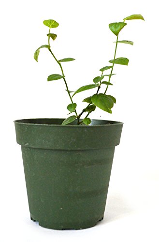 9GreenBox - Toro Blueberry Plant - 4" Pot