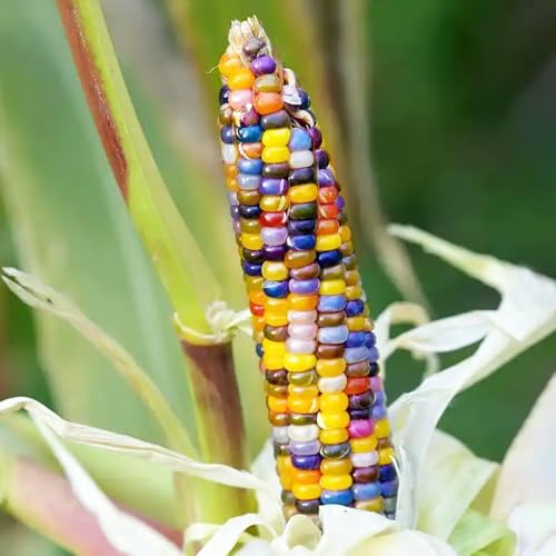 Semillas de maíz arcoiris, semillas de maíz, Semillas orgánicas, fáciles de plantar. de jardín, plantas resistentes al aire libre. jardín de flores, plantas en macetas semillas 65pcs