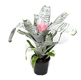 Planta de Interior de Origen Tropical Aechmea Bromelia Flor Natural