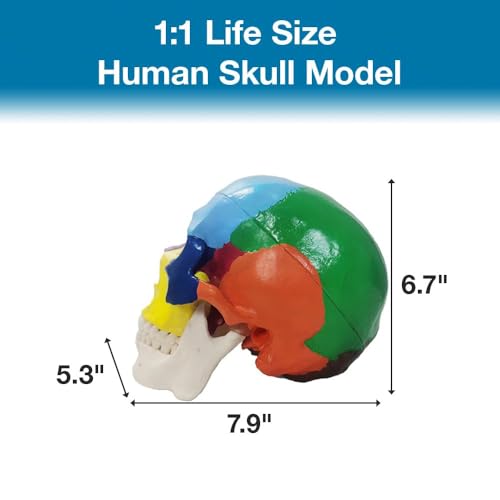 Image of Japard Human Skull Model, Detachable Anatomical Life Size Colored Skull Head for Medical Student Human Anatomy Study Course Demonstration