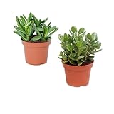 Planta de Jade y Crassula Hobbit Pack Ahorro de Dos Suculentas Naturales