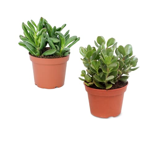 Planta de Jade y Crassula Hobbit Pack Ahorro de Dos Suculentas Naturales