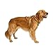 EveryYay Step in Dog Harness Olive X-Small
