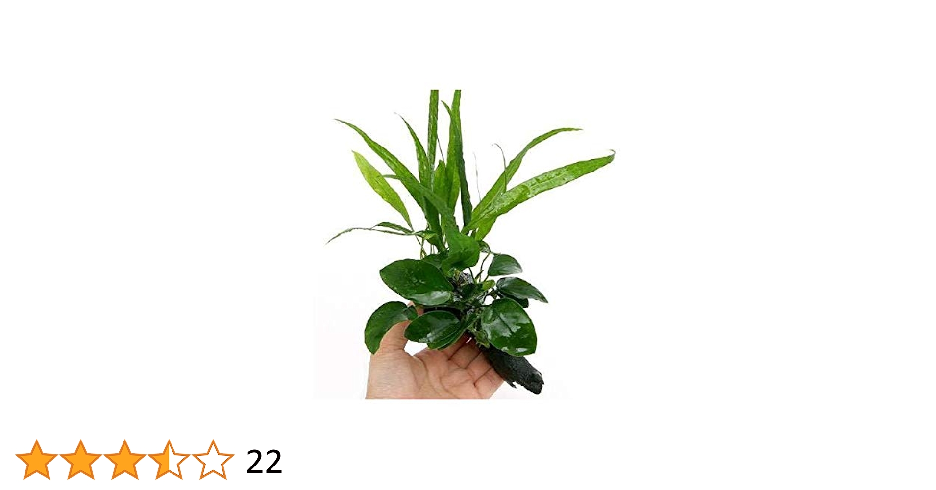 Amazon.co.jp: （水草）アヌビアスナナ＆ミクロソリウム