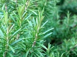 Rosemary Herb seed