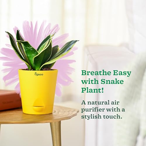 Ugaoo Sansevieria Golden Hahnii Snake Plant With Self Watering Pot (Image - 2)