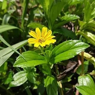 Yellow Bhringraj Plant Live (Eclipta alba), Little Yellow Star, Yellow False Daisy, Yellow Flower Plant, Karisalankanni,Medicinal Plant Live with Pot (B0CSDPFYXS) Amazon Price History, Amazon Price Tracker