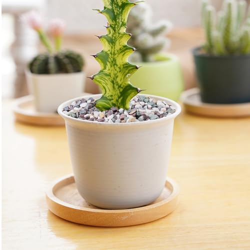 Image of Pulovin 2.5 lbs Pea Gravel for Plants, Aquarium, Fish Tank, 3 /8 inch Decorative Pebbles for Indoor Plants, Succulent, Bamboo, Vase, Drainage Rocks for Potted Plants, Top Dressing, Mixed Color