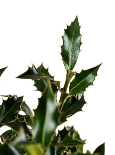 DECOALIVE| Ramo Falso Muérdago Natural de Flores de Navidad