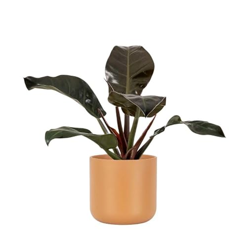 Planta Natural Ficus Robusta para Interior o Exterior Decoración Hogar o Regalo (maceta Ø14 Altura 45 cm)