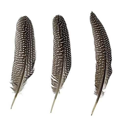 Londgen 6-8Inches Guinea Fowl Wing Quill Pheasant Plumage Feathers For Craft Feather Mask Making Decoration Pack Of 20Pcs (Guinea Fowl Wing Quill) #TOP2