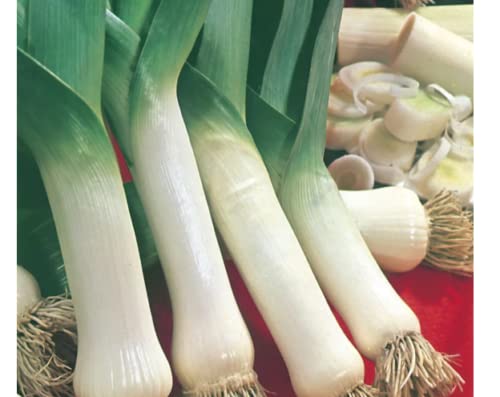 25 Seeds of Leek Lyon (prizetaker)