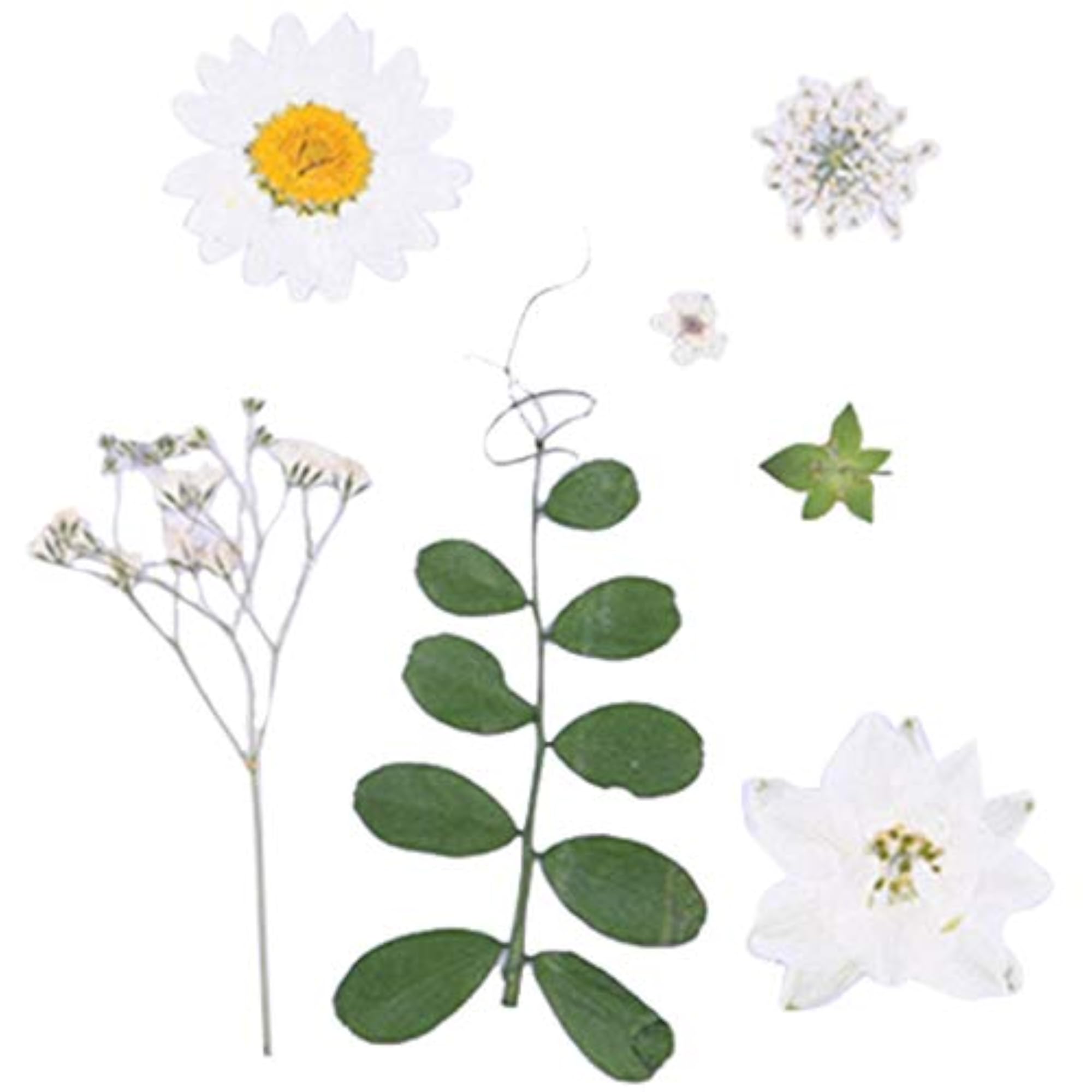 36PCS Mixed Dried Flower Set for Crafting