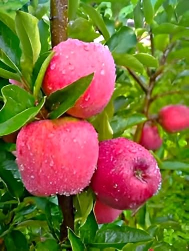 Image of Original Variety HRMN-99 Apple Plant Hybrid Grafted Live Plant For Hot Climate /Hot Weather-From Shimla-Himachal Pradesh All India Weather for Your Garden | Pack of 1 Plant.