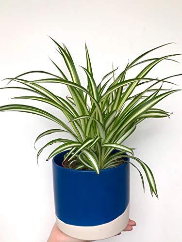 English Grown - Chlorophytum - Spider Plant - 9cm Pot