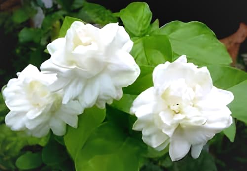 Image of Hidden Enterprise-Most Beautiful Home Garden Healthy Live All Season Wing Dong Jasmine Plant Tree || For Outdoor & Indoor Tree