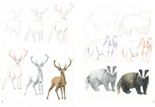 How to Draw: Woodland Animals In Simple Steps Taschenbuch – Illustriert, 22. Mai 2018 - Image 5