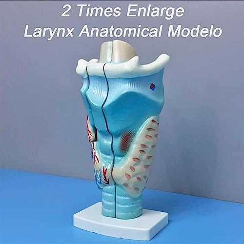 Modèle larynx magnifié anatomie AMITD détachable pour enseignement - 6