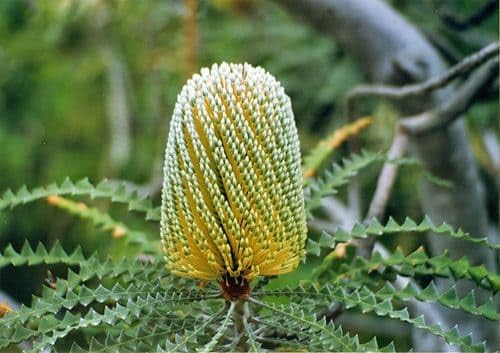 �o���N�V�A �X�y�V�I�[�T 5���i�v���e�A�A�O���r �A�����[�J�f���h�����j