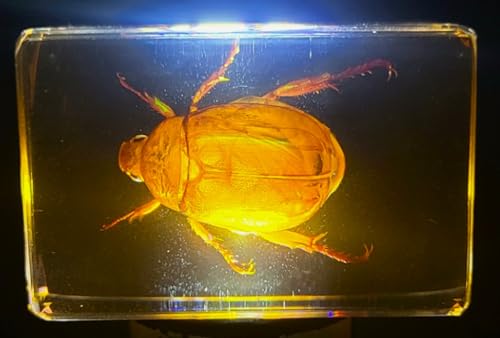 Image of 44mm Real Golden Christmas Beetle in Crystal Clear Lucite Resin Specimen Preserved Animal Insect Bug Taxidermy Collection for Biology Science Education & Desk Ornament Display