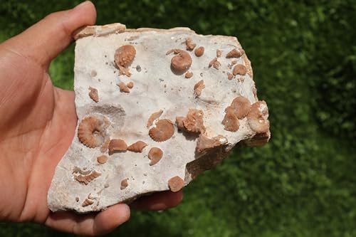 Image of Douvilleiceras & Gastropods Plate Cretaceous Fossils Fossils from Morocco Fossil Rock Ammonites Fossil A204