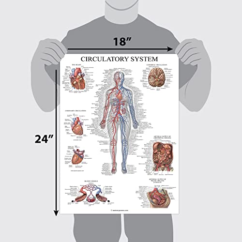 Image of Palace Learning Circulatory System Anatomical Chart - Vascular Anatomy Poster - (18 inch x 24 inch) (Pack of 2)