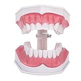 KINDER AUSBILDEN, UM IHRE ZÄHNE ZU BÜRSTEN: Wird mit einer Zahnbürste geliefert, die gut zum Unterrichten der Mundreinigung verwendet werden kann. Es ist ein großartiges Modell für Zahnärzte, um mit Patienten zu kommunizieren, und ein wichtiges Instrument, um Kinder zum Zähneputzen zu erziehen!