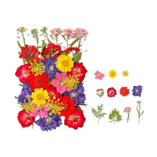 Dried Pressed Flower para manualidades 35 piezas miniatura 1