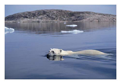 Artworks Italia Oso polar nadando, Bahía de Apuestas, Canadá-Paper Art-66.0 cmx45.7 cm