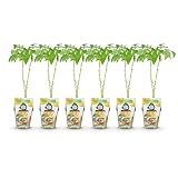 Green boutiQ