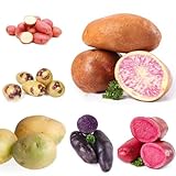 200 piezas semillas de patata, patatas de siembra jardín de plantas patatas de siembra patatas de siembra plantas de jardin Las plantas de jardín son plantas perennes resistentes.