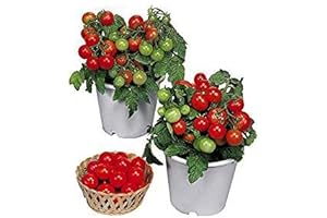 30+ Dwarf 'Red Robin' Seeds for Luscious Indoor Hydroponic Gardens