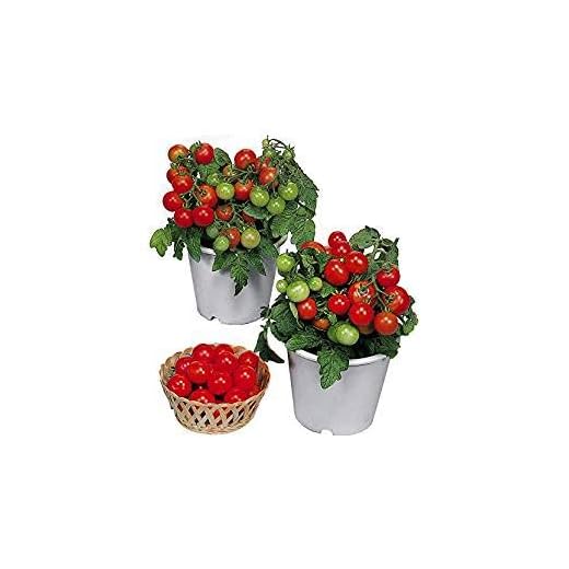 30 Dwarf Red Robin Tomato Seeds, Heirloom Non-GMO, Sweet, Low Acid, Determinate, Open-Pollinated, Delicious, Solanum lycoperscium, from USA