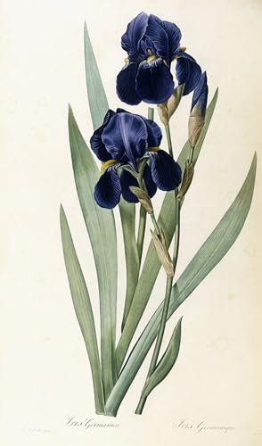 Peinture Décorative sur Toile Iris Germanica Redouté 60x90cm pour affiche murale