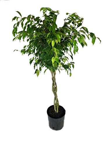 Ficus Benjamina Weeping Fig Braided Tree - Live Plant in a 10 Inch Pot - Ficus Benjamina - Beautiful...