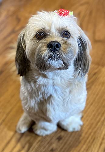 Hipgirl Cute Puppy Supplies Dog Accessories For Small Dogs,Dog Hair Flower Clips,Dog Hair Bows For Small Dogs,Pet Hair Accessories Bows For Dogs,Pet Grooming Products-6Ct 1.5" Dog Hair Clips #TOP2