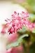 Produktbild Blutjohannisbeere Ribes sanguineum 'King Edward VII' im Topf gewachsen 60-100cm