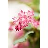 Blutjohannisbeere Ribes sanguineum King Edward VII 60-100 cm winterhart Rote Bl ten im Fr hjahr Bienenweide sonnig bis halbschattig schnittvertr glich ideal f r Bl tenhecken und Einzelstand