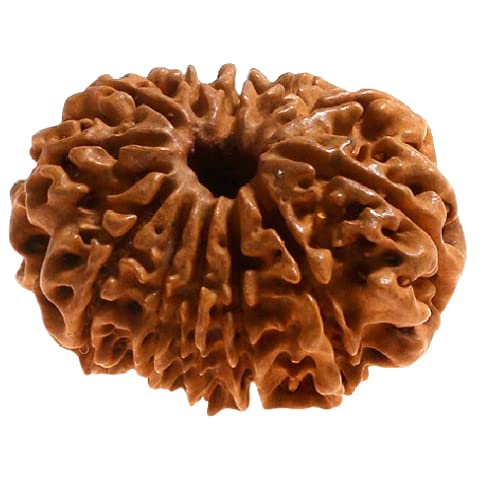 12 Mukhi Rudraksha Original Certified Nepali बारह मुखी रुद्राक्ष Brown Bead 12 Face Rudraksh For Men & Woman Twelve Face Rudraksha 12 मुखी नेपाली रुद्राक्ष 12 Face Rudraksha Bracelet Locket-image-17