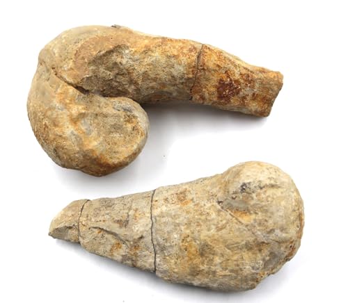 Lot of 2 Rudist Bivalve Fossils Upper Cretaceous #18121