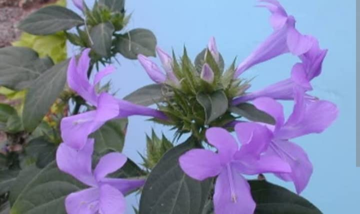 See full amazon price history chart for Barleria cristata lavender/Dark Philippine violet/December flower plant - 1 No Barleria cristata lavender/Dark Philippine violet/December flower plant - 1 No (B0BGQKDV59) Amazon Price History, Amazon Price Tracker