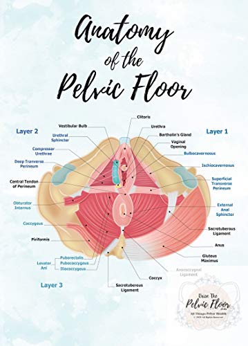 Pelvic Floor Anatomy Poster Art | 16x20 in. Caudal View