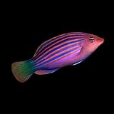 Sixline Wrasse Live Saltwater – Reef Safe...