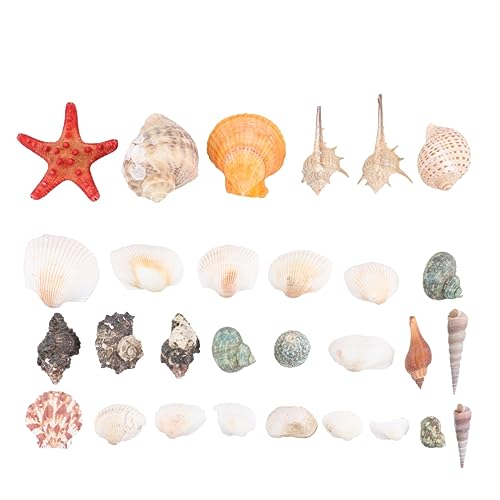 Cabilock Natural Sea Shells Mixed Conch for Craft Decor 350g Sea Shell Ornaments Seashells Bulk Decor Accessory