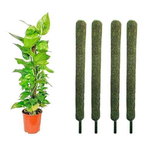 GIORE 3 Ft Plant Support Moss Stick Set of 4, Green Grass Pole for Plants Support, Support Stick for Money Plant, Climbing Indoor Plants, Plant Support Stick
