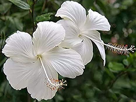 J R Globle Live Hibiscus White Flower Plant/Gudhal (B09BCW76D5) Amazon Price History, Amazon Price Tracker