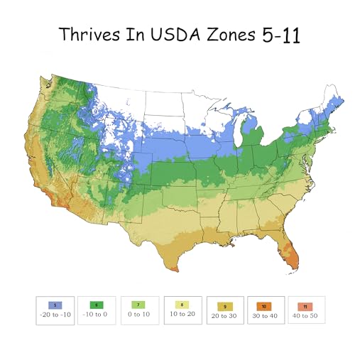 Knock Out 2 Gal. Double Pink Rose Shrub